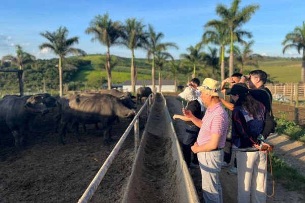Chineses visitam fazenda referência em produção de búfalas.