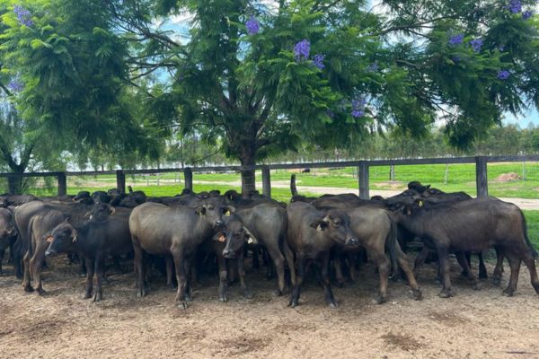 Fazenda referência em búfalas em Minas Gerais.