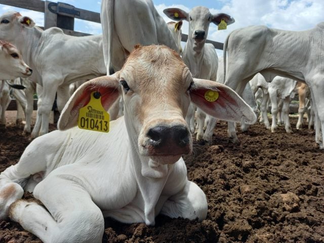 Veja como maximizar os rendimentos e produtividade de seus animais e de sua fazenda, através do melhoramento genético.